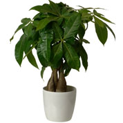 pachira - cache pot blanc